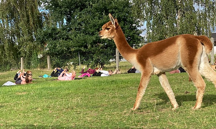 Yoga auf der Alpakawiese