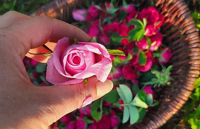 Bild einer gepflückten Rose